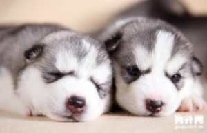 贵族狗粮怎么样啊萌宠(贵族狗粮怎么样,口碑好不好)-警犬训练器材厂家 _警犬训练用品_工作犬训练用品-南京开久警犬装备