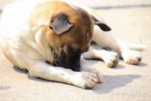 狗狗喘气急促坐立不安(狗狗坐立不安连续喘气)-警犬训练器材厂家 _警犬训练用品_工作犬训练用品-南京开久警犬装备