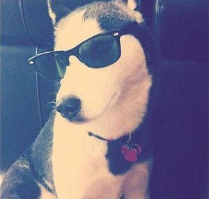 帅气戴墨镜狗头像(喜羊羊帅气头像戴墨镜)-警犬训练器材厂家 _警犬训练用品_工作犬训练用品-南京开久警犬装备