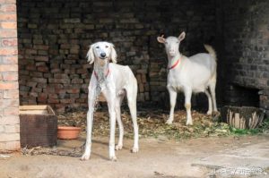 陕西细狗撵兔(陕西省富平县细狗撵兔)-警犬训练器材厂家 _警犬训练用品_工作犬训练用品-南京开久警犬装备
