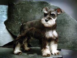 比利时黑色牧羊犬价格?狗狗品种(比利时黑色牧羊犬 *** )-警犬训练器材厂家 _警犬训练用品_工作犬训练用品-南京开久警犬装备