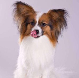 养蝴蝶犬的十大坏处(养蝴蝶犬的十大好处)-警犬训练器材厂家 _警犬训练用品_工作犬训练用品-南京开久警犬装备