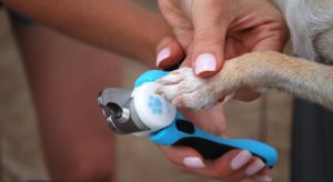 狗狗美容都包括什么(狗狗美容都包括什么项目)-警犬训练器材厂家 _警犬训练用品_工作犬训练用品-南京开久警犬装备