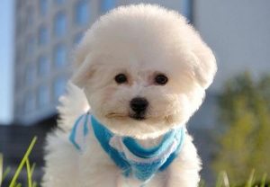 小狗得皮肤病怎么治?小狗得了皮肤病掉毛怎么治-警犬训练器材厂家 _警犬训练用品_工作犬训练用品-南京开久警犬装备