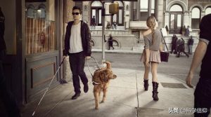 导盲犬多少钱一只(拉布拉多导盲犬多少钱一只)-警犬训练器材厂家 _警犬训练用品_工作犬训练用品-南京开久警犬装备