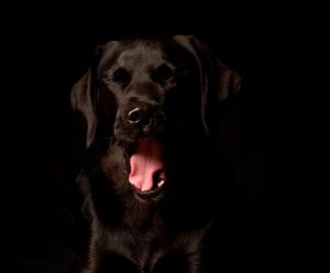 拉布拉多猎犬价格  拉布拉多猎犬多少钱-警犬训练器材厂家 _警犬训练用品_工作犬训练用品-南京开久警犬装备