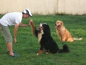训练狗狗的 *** (训泰迪教程 *** )-警犬训练器材厂家 _警犬训练用品_工作犬训练用品-南京开久警犬装备