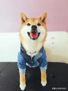 小狗关节变形是怎样治疗？小狗吃的关节康吃多了会怎样-警犬训练器材厂家 _警犬训练用品_工作犬训练用品-南京开久警犬装备