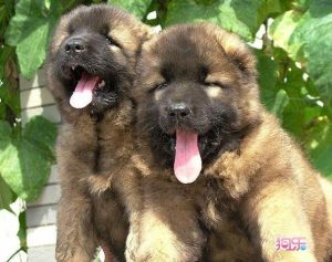 德国高加索犬，高加索犬养起来危险吗-警犬训练器材厂家 _警犬训练用品_工作犬训练用品-南京开久警犬装备