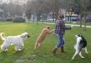 狗蚤子要怎么处理(怎么处理狗蚤?)-警犬训练器材厂家 _警犬训练用品_工作犬训练用品-南京开久警犬装备