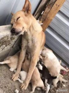 狗狗的好大坚持不住了-警犬训练器材厂家 _警犬训练用品_工作犬训练用品-南京开久警犬装备