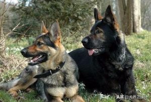 苏联红犬_苏联红犬优缺点-警犬训练器材厂家 _警犬训练用品_工作犬训练用品-南京开久警犬装备