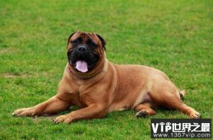 最受欢迎的犬种排名(最受欢迎的中型犬排名)-警犬训练器材厂家 _警犬训练用品_工作犬训练用品-南京开久警犬装备