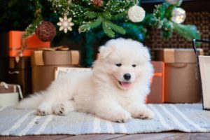 犬瘟后遗症多久能恢复(犬瘟后遗症抽搐怎么恢复)-警犬训练器材厂家 _警犬训练用品_工作犬训练用品-南京开久警犬装备