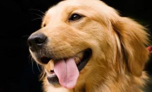 金毛狗正常多少元一只(金毛狗价格多少钱一只)-警犬训练器材厂家 _警犬训练用品_工作犬训练用品-南京开久警犬装备