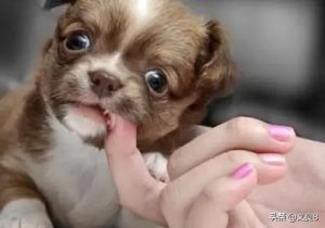 狂犬病会咬人吗(狂犬病会咬人吗)-警犬训练器材厂家 _警犬训练用品_工作犬训练用品-南京开久警犬装备