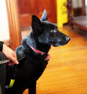 纯黑色德国牧羊犬萌宠(纯黑色东德国牧羊犬)-警犬训练器材厂家 _警犬训练用品_工作犬训练用品-南京开久警犬装备