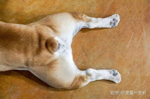 狗狗前腿突然无力支撑(狗狗突然无力站不稳)-警犬训练器材厂家 _警犬训练用品_工作犬训练用品-南京开久警犬装备