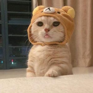 狗狗名字另类一点萌宠(狗狗另类霸气名字)-警犬训练器材厂家 _警犬训练用品_工作犬训练用品-南京开久警犬装备