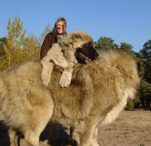 世界最高大的狗  世界最高大的狗是什么-警犬训练器材厂家 _警犬训练用品_工作犬训练用品-南京开久警犬装备
