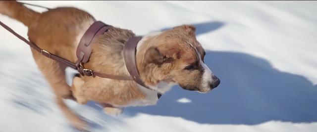 一群狗拉着雪橇遇到雪崩(一群狗拉着雪橇遇到雪崩总结) - 警犬训练器材厂家 _警犬训练用品_工作犬训练用品-南京开久警犬装备-警犬训练器材厂家 _警犬训练用品_工作犬训练用品-南京开久警犬装备