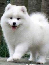 银狐犬小型犬(和银狐犬相似的犬)-警犬训练器材厂家 _警犬训练用品_工作犬训练用品-南京开久警犬装备