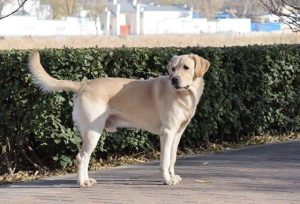 狗狗食欲不振怎么回事?狗狗没精神食欲不振怎么回事-警犬训练器材厂家 _警犬训练用品_工作犬训练用品-南京开久警犬装备