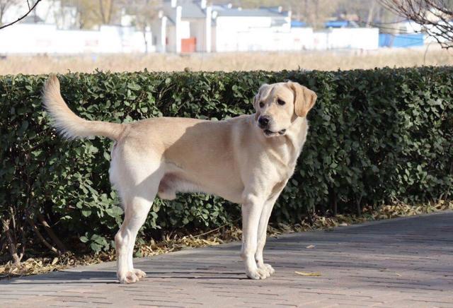狗狗食欲不振怎么回事？狗狗没精神食欲不振怎么回事 - 警犬训练器材厂家 _警犬训练用品_工作犬训练用品-南京开久警犬装备-警犬训练器材厂家 _警犬训练用品_工作犬训练用品-南京开久警犬装备
