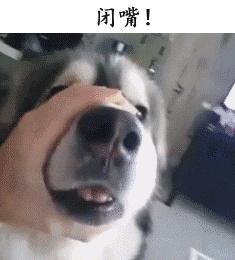 狗狗嚎叫是什么意思(狗狗半夜嚎叫是什么意思)-警犬训练器材厂家 _警犬训练用品_工作犬训练用品-南京开久警犬装备