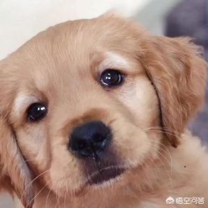 狗总喝水怎么回事啊？狗不吃食,光喝水还吐是怎么回事-警犬训练器材厂家 _警犬训练用品_工作犬训练用品-南京开久警犬装备