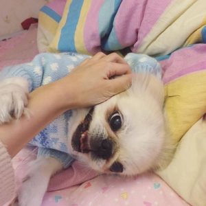 狗狗的 *** 下面的大上面的小萌宠-警犬训练器材厂家 _警犬训练用品_工作犬训练用品-南京开久警犬装备