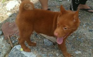 花少是什么犬？花丹犬的特点是什么-警犬训练器材厂家 _警犬训练用品_工作犬训练用品-南京开久警犬装备