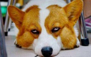 柯基犬介绍(柯基犬简介)-警犬训练器材厂家 _警犬训练用品_工作犬训练用品-南京开久警犬装备