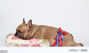 狗剖腹产后多久怀孕合适,剖腹产后多久能恢复到怀孕前的状态-警犬训练器材厂家 _警犬训练用品_工作犬训练用品-南京开久警犬装备