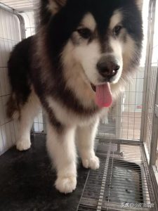 犬瘟热的治疗 *** 三个步骤教你-警犬训练器材厂家 _警犬训练用品_工作犬训练用品-南京开久警犬装备