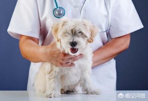 小狗发烧的症状(狗狗发烧了怎么办用最简单的 *** )-警犬训练器材厂家 _警犬训练用品_工作犬训练用品-南京开久警犬装备