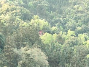 宁愿我变作狗令你快乐无忧-警犬训练器材厂家 _警犬训练用品_工作犬训练用品-南京开久警犬装备