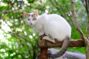 狗咬死猫有什么征兆(狗把鸡咬死了预示什么)-警犬训练器材厂家 _警犬训练用品_工作犬训练用品-南京开久警犬装备