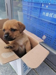 *** 四个小时都没事( *** 四个小时都没事 *** )-警犬训练器材厂家 _警犬训练用品_工作犬训练用品-南京开久警犬装备