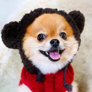 在农村狗被偷了可以报警吗(农村狗被偷了报警警察不管)-警犬训练器材厂家 _警犬训练用品_工作犬训练用品-南京开久警犬装备