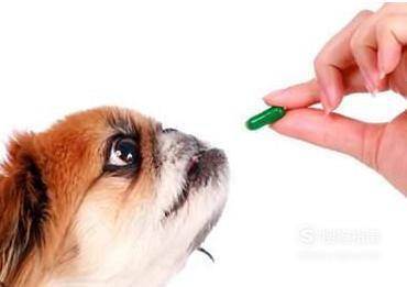 犬冠状病毒怎么治疗犬冠状病毒的预防措施 - 警犬训练器材厂家 _警犬训练用品_工作犬训练用品-南京开久警犬装备-警犬训练器材厂家 _警犬训练用品_工作犬训练用品-南京开久警犬装备