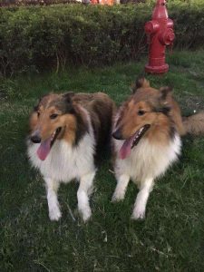 长毛宠物犬种类(小型长毛宠物犬)-警犬训练器材厂家 _警犬训练用品_工作犬训练用品-南京开久警犬装备