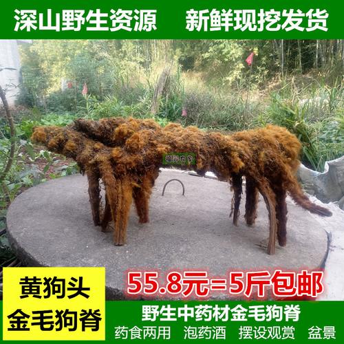 黄狗头黄狗头(黄狗,黄狗倒是一个好名词) - 警犬训练器材厂家 _警犬训练用品_工作犬训练用品-南京开久警犬装备-警犬训练器材厂家 _警犬训练用品_工作犬训练用品-南京开久警犬装备