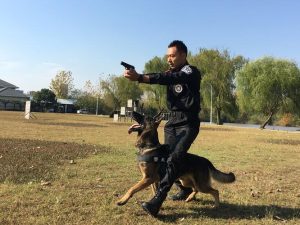 警犬知道自己是警犬吗？警犬知道自己是警犬吗?-警犬训练器材厂家 _警犬训练用品_工作犬训练用品-南京开久警犬装备