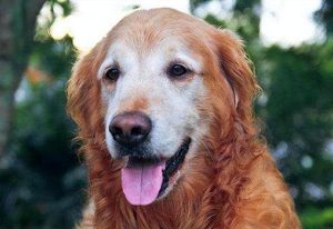 狗鼻子干怎么办(狗鼻子发干没精神是咋回事啊)-警犬训练器材厂家 _警犬训练用品_工作犬训练用品-南京开久警犬装备