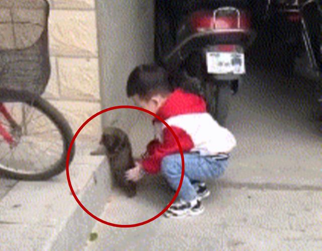 儿童小狗狗(儿童小狗狗动画) - 警犬训练器材厂家 _警犬训练用品_工作犬训练用品-南京开久警犬装备-警犬训练器材厂家 _警犬训练用品_工作犬训练用品-南京开久警犬装备