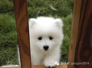 西施犬马尔济斯_西施犬好看还是马尔济斯-警犬训练器材厂家 _警犬训练用品_工作犬训练用品-南京开久警犬装备