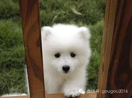 西施犬马尔济斯_西施犬好看还是马尔济斯 - 警犬训练器材厂家 _警犬训练用品_工作犬训练用品-南京开久警犬装备-警犬训练器材厂家 _警犬训练用品_工作犬训练用品-南京开久警犬装备