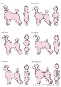 贵宾狗美容,贵宾狗美容 ***-警犬训练器材厂家 _警犬训练用品_工作犬训练用品-南京开久警犬装备