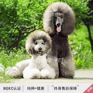 巨型贵宾犬(巨型贵宾犬)-警犬训练器材厂家 _警犬训练用品_工作犬训练用品-南京开久警犬装备